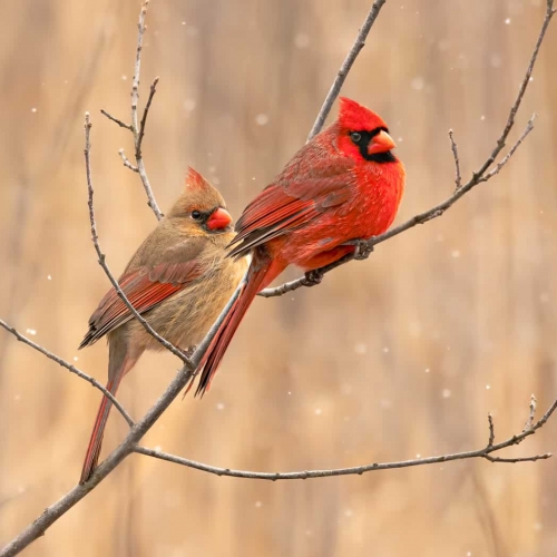 HONOUR AWARD-Adrienne Zoe-Mr. And Mrs. Cardinal