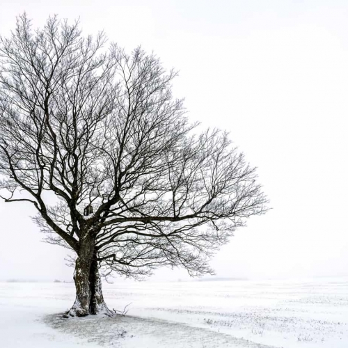 HONOUR AWARD Andre Secours Winter Tree