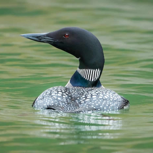 HONOUR AWARD Anita Niven A Loon Alone