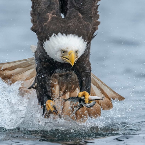 HONOUR AWARD Anthony Bucci Bald Eagle Grabbing Herring