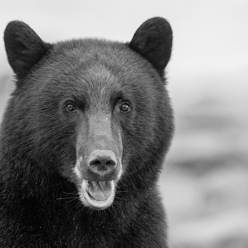 HONOUR AWARD Anthony Bucci Black Bear Surprise