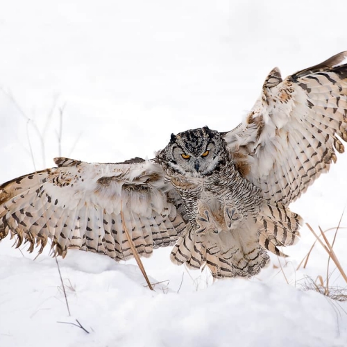 HONOUR AWARD Beata Binka Great Horned Owl