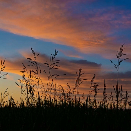HONOUR AWARD Colleen Sayer - Prairie Summer Skies