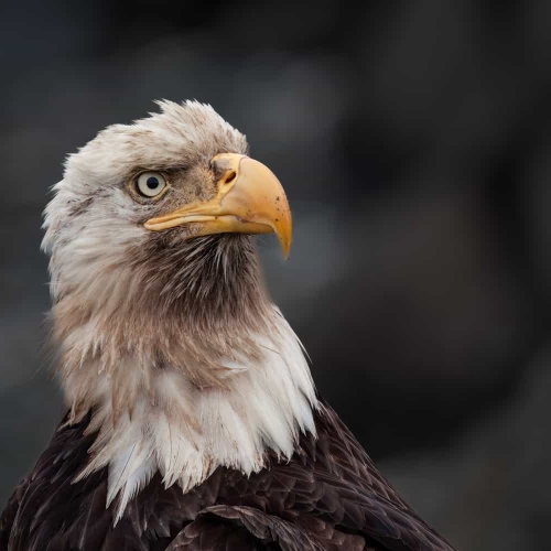 HONOUR AWARD Cowichan Valley Camera Club Carl Erland What Is Your Problem