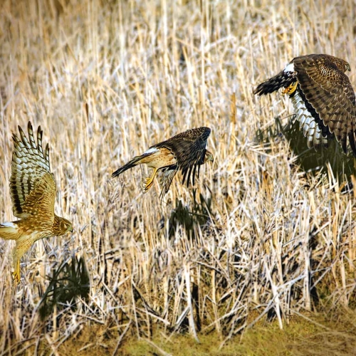 HONOUR AWARD Cowichan Valley Camera Club Rachel Penny Northern Harrier Take Off