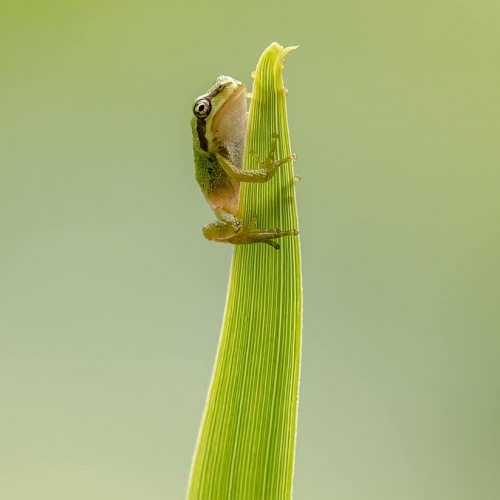 HONOUR AWARD Daniel Rondeau Pacific Tree Frog At The Top Of Its Game