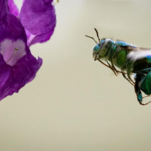 HONOUR AWARD David Guscott Pollinator On Target