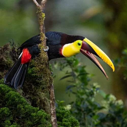 HONOUR AWARD David Guscott Seed Eater   Yellow Throated Toucan