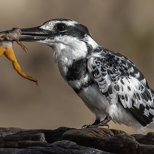 HONOUR AWARD David Laronde Frog In Mouth