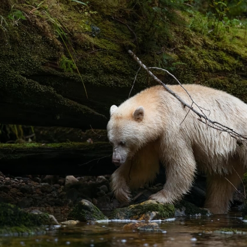 HONOUR AWARD Earl Hirtz Rainforest Spirit