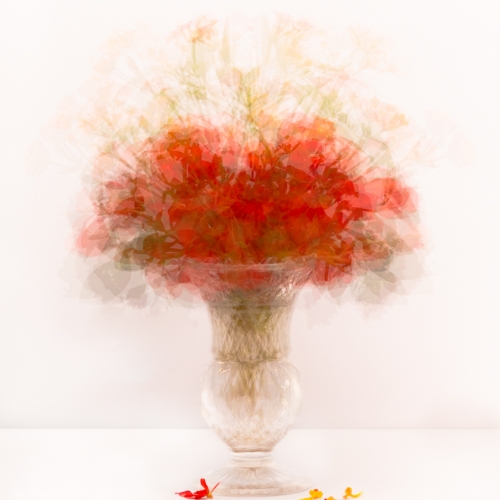 HONOUR AWARD Grand River Imaging And Photographic Society Katherine Waybrant Blazing Flowers