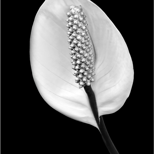 HONOUR AWARD Heather Loewenhardt Peace Lily