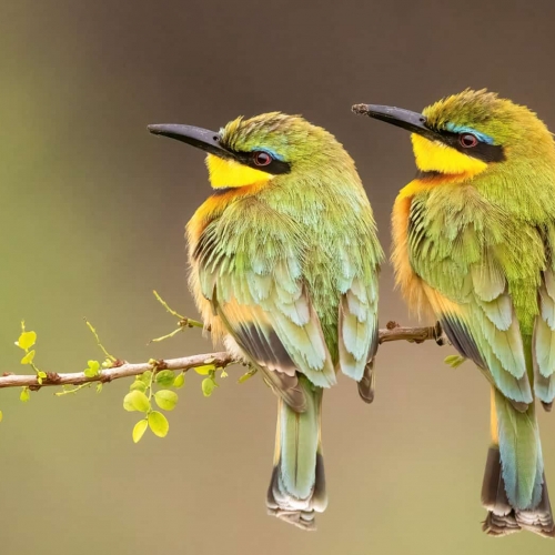 HONOUR AWARD Ilana Block Little Bee Eaters