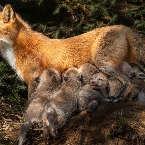 HONOUR AWARD Jocelyne Feizo The Fox Family
