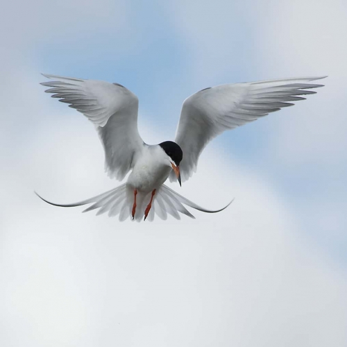 HONOUR AWARD John Lyon Actic Tern Hovering