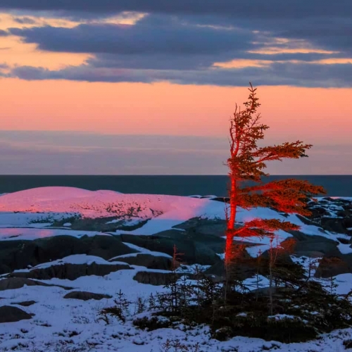 HONOUR AWARD Kayla Stevenson Last Light On Windswept Barrens