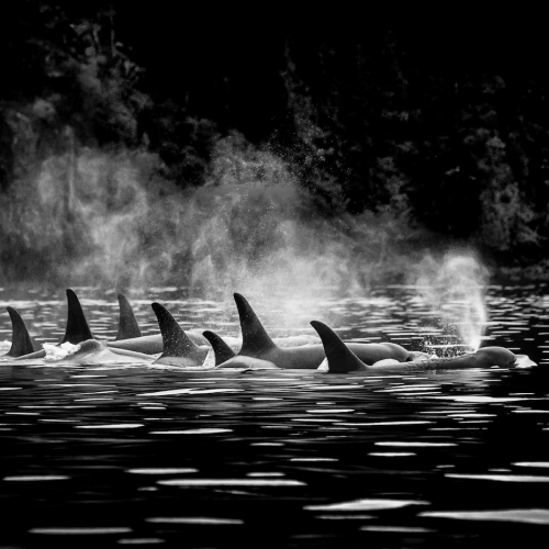 HONOUR AWARD London Camera Club Linda Pepper Orcas Resting After A Hard Swim