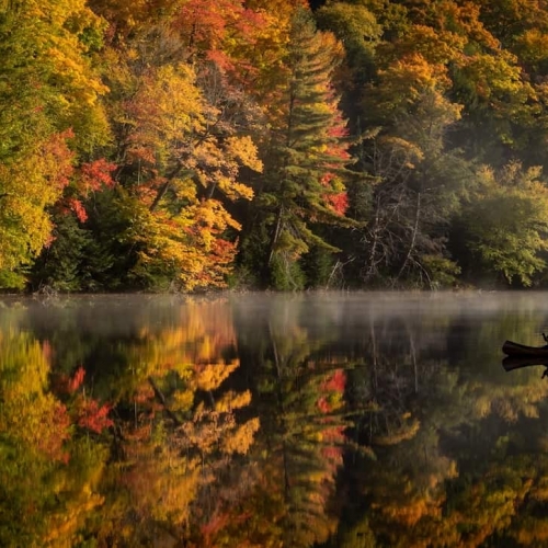 HONOUR AWARD London Camera Club Paul Connor Muskoka Fall Leaves