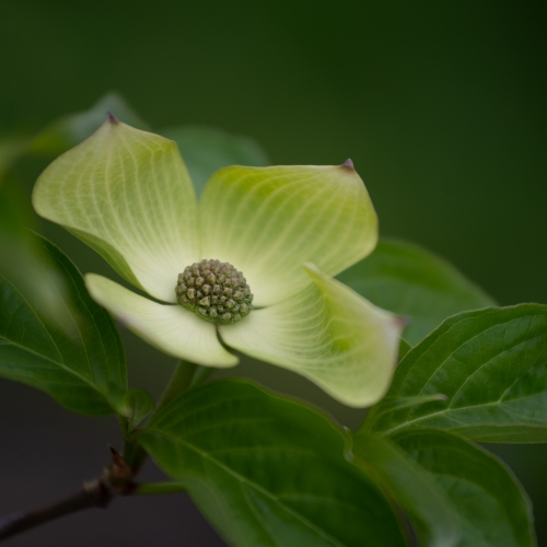 HONOUR AWARD Lorna Scott Delicate Dogwood