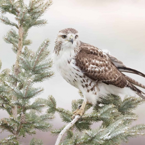HONOUR AWARD Missy Mandel Red Tailed Hawk