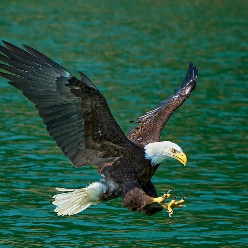 HONOUR AWARD Nicholas Delany Bald Eagle Over Glacial Water