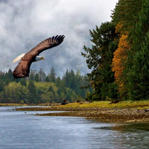 HONOUR AWARD Nicholas Delany Bald Eagle & The Autumn Colors