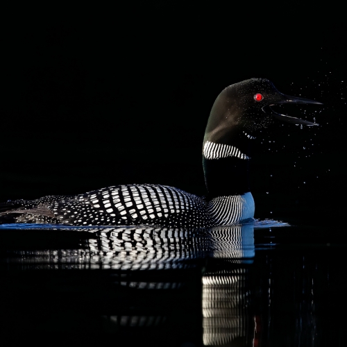 HONOUR AWARD Norman Dougan Nature'S Lines Of Decoration