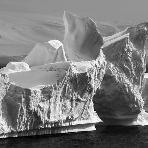 HONOUR AWARD Peter To Cuverville Island, Antarctica
