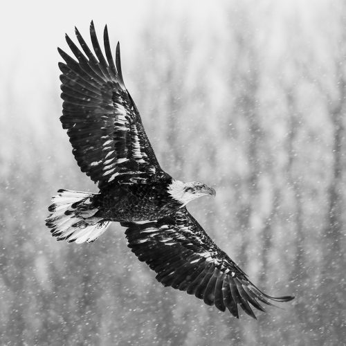 HONOUR AWARD Photographic Guild Of Nova Scotia Laszlo Podor Juvenile Bald Eagle