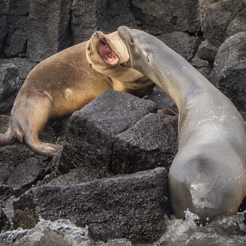 HONOUR AWARD Pia O'Leary Sea Lions Arguing Or Harmonizing
