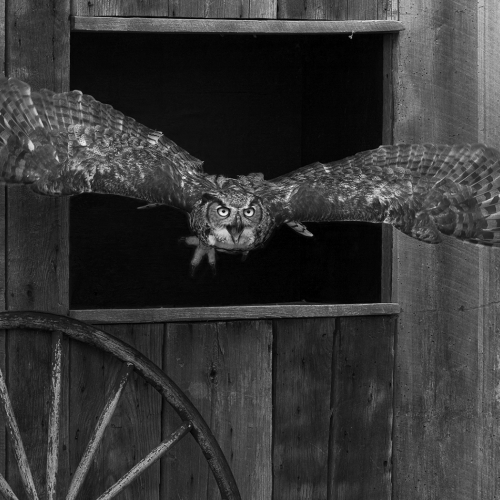 HONOUR AWARD Richmond Hill Camera Club Nick Shearman Evening Hunts Begins