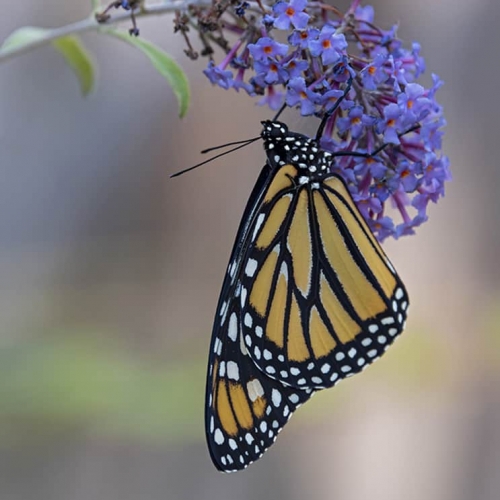 HONOUR AWARD St. Catharines Photographic Club Kathy Heykoop Newly Emerged Monarch