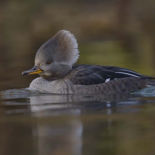 HONOUR AWARD St. Catharines Photographic Club Randy Lowden Hooded Merganzer Hen