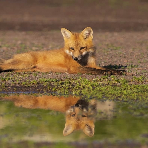 HONOUR AWARD Stella D'Entremont Relaxing By The Puddle