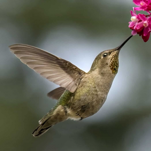 HONOUR AWARD Steve Wilson A Taste Of Spring