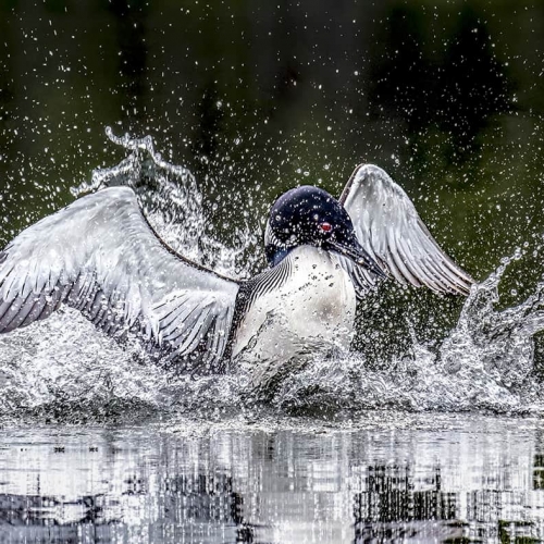 HONOUR AWARD Steve Wilson Making A Big Splash