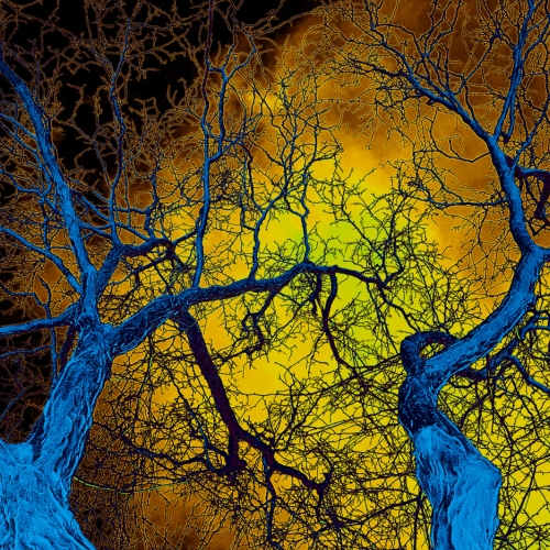 HONOUR AWARD Trillium Photographic Club Barbara Bialon Blue Trees