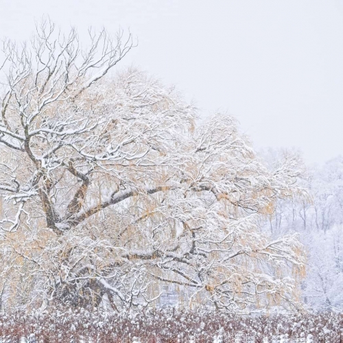 HONOUR AWARD Trillium Photographic Club Bela Acs Weeping Willow Tree After Snowstorm