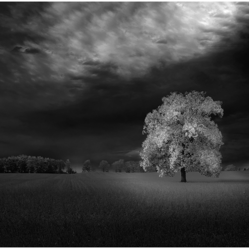 HONOUR AWARD Trillium Photographic Club Carey Hope Black And White Maple Tree