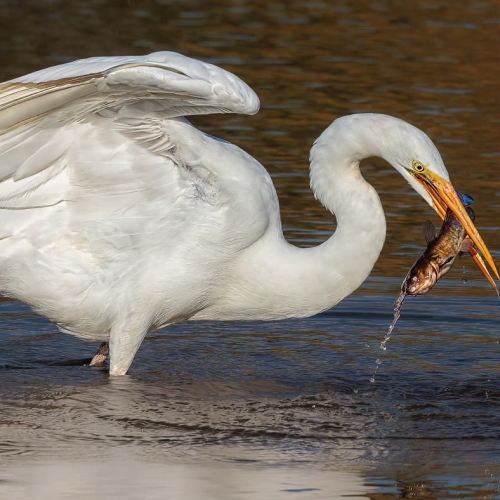 HONOUR AWARD Trillium Photographic Club Geoff Dunn White Egret Snags A Fish