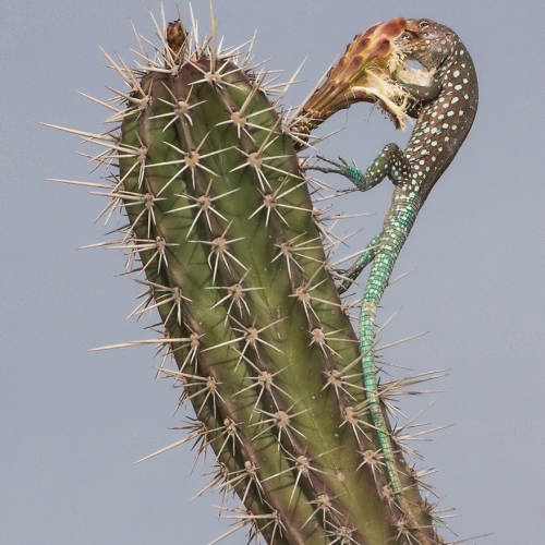 HM 1 Marlene Hornstein - Aruban Whiptail Lizard Devouring Cactus Flower
