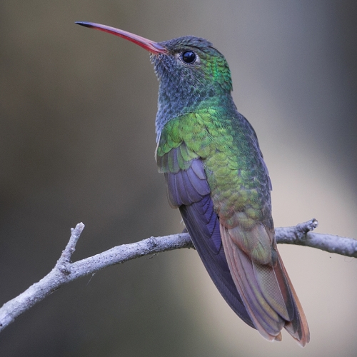 HM 1 Marlene Hornstein - Profile Of Buff Bellied Hummingbird