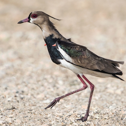 HM 1 Marlene Hornstein - Southern Lapwing Displaying Carpal Spurs