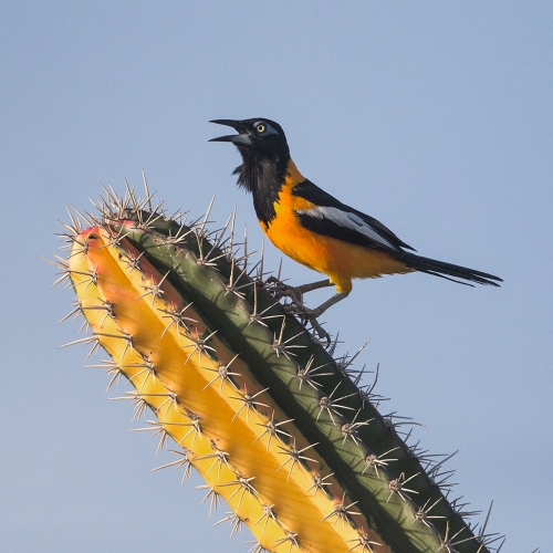 HM 1 Marlene Hornstein - Venezuelan Troupial Singing On Cactus
