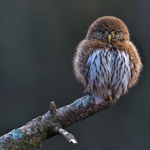 HM 2 Bert Sharp - Pygmy Owl