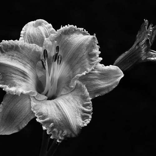 Honour - Virginia Stranaghan "Day Lily"