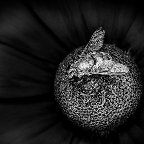 Honour - Lance Gitter "Hover Fly"