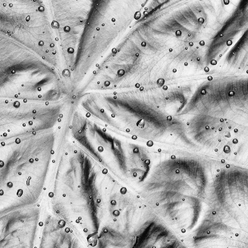 Honour - Lance Gitter "Raindrops On Leaf"