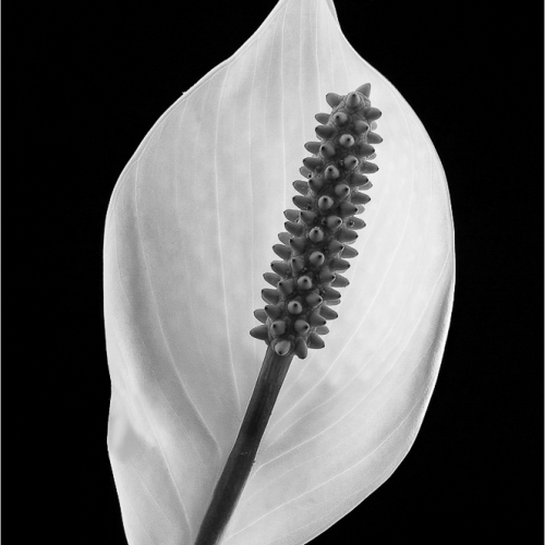 Honour - Lance Gitter "Peace Lily"