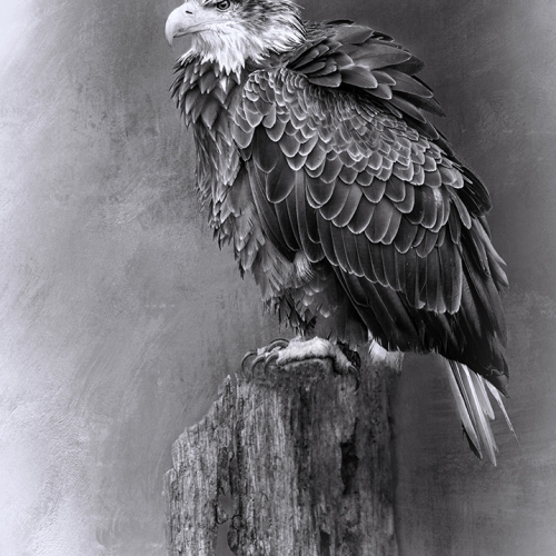 Honour - AnitaHubbard "Bad Feather Day"